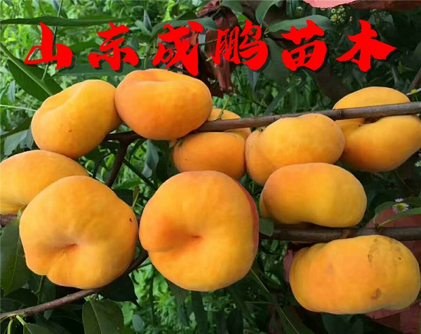 中蟠19號(hào)毛蟠桃